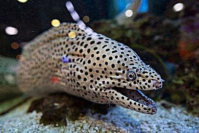 Remedy正为本世代平台重制《马克思佩恩》1＆2代