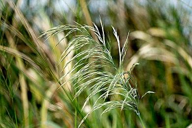 原力与你同在 《上古卷轴5：重制版》星战MOD发布